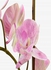 زهرة الأوركيد فالاينوبسيس الصناعية مع مزهرية أبيض/وردي/أخضر