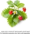 Click & Grow Wild Strawberry Plant Pod (20.5 x 8.3 x 6.8 cm)