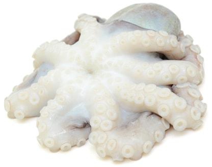 Octopus - Big Size