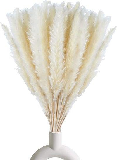 Fancy Natural Dried Flowers Original Pampas Grass -Tall Extra Fluffy- Faux Artificial Dried (20)