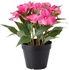 FEJKA Artificial potted plant, Touch-me-not pink