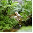 Magideal 10pcs Mini White Resin Rabbit Dollhouse Bonsai Fairy Garden Landscape Decors