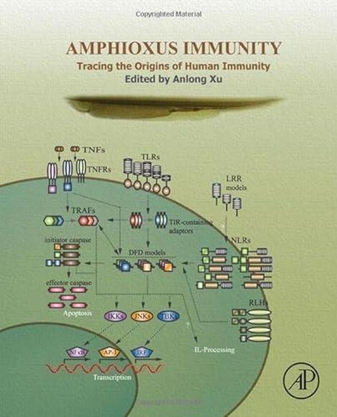 Amphioxus Immunity: Tracing the Origins of Human Immunity ,Ed. :1
