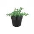 Elho Original Round Mini Plant Pot - Living Black, 9cm