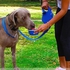 5 Essentials For Walking Dogs All In One!