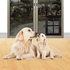Generic Home-Pet Door For Screen Safe Magnetic Hanging Dogs Cats Door For Screen Gate*Black