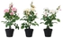 FEJKA Artificial potted plant, Rose assorted