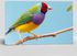 Beautiful Multi Colored Gouldian Finch Bird from Australia
