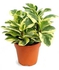 Indoor Peperomia Plant Round Pot, 20 cm - KP38