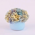 Natural Baby Flower Pot(forever Flower) -blue