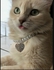 O Accessories Pet Collar For Cats Or Small Dogs. Pearls Beads
