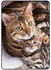 Protective Case Cover For Samsung Galaxy Tab S8 Ultra 14.6 Inch Cute Cat