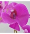 Artificial Orchid Flower With Moss Grass Purple/Green/Brown 25(D) x 63(H)centimeter