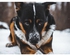 ملصق جداري لصق ذاتي من الفينيل بنمط كلب متعدد الألوان 80x60سم