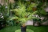 PAN Home Palm Tree, Green, H75cm