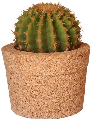 Echinocactus Ingens