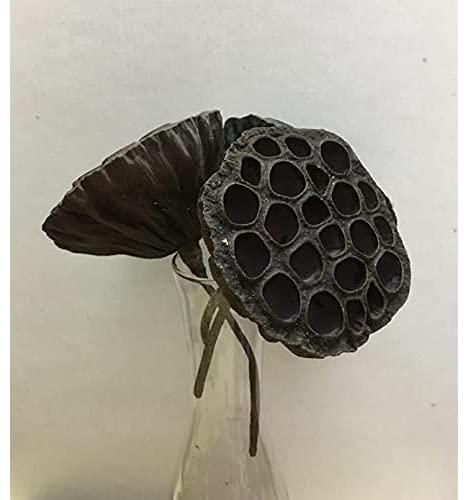 Dried Lotus Flower for Home Decor