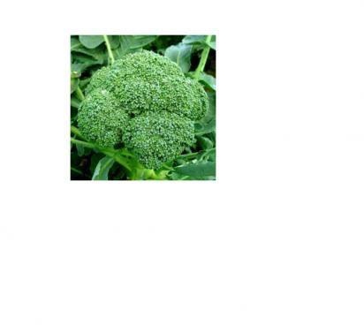 SIMLAW SEEDS BROCOLLI CALABRESE-10G PACKET