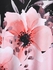 Plus Size Cottagecore Colorblock Floral Print Sundress - 4x | Us 26-28