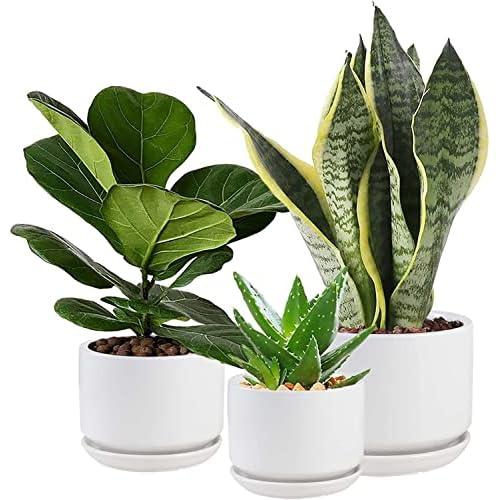 WHOMEPAA Ceramic Flower Pots for Planters with Drainage Holes and Saucers,4.3’’+5.3’’+6.7’’ Set of 3,Garden Plant Pots for Indoor Plants Succulent