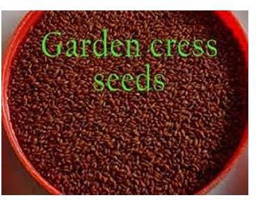 Herbsconnect Organic Herbal Garden Cress Seed - 100g price from jumia in  Nigeria - Yaoota!