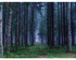 ملصق جداري ذاتي اللصق من الفينيل بصورة الغابة متعدد الألوان 80x60سم