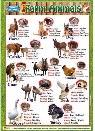5-in-1 Charts Pack Of Farm Animals, Domestic Animals, Wild Animals, Water  Animals And Farm Tools price from jumia in Nigeria - Yaoota!