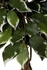 شجرة فيكس صناعية ممتازة ، نبات صناعي في اصيص 120 سم (مجموعة تضم 2)