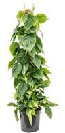 إناء زرع اسكاندس استيك نبات طبيعي  اخضر - 120×35 سم
