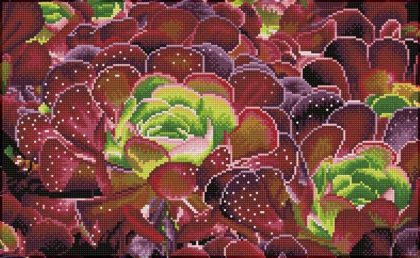 Dotzmania Succulents with Frame