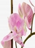 زهرة الأوركيد فالاينوبسيس الصناعية مع مزهرية أبيض/وردي/أخضر