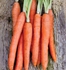 Carrot Nantes Seeds