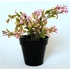 Artificial Flowers and Plants (20-23cm)