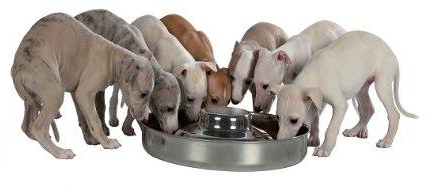 Trixie Stainless Steel Bowl for Puppies