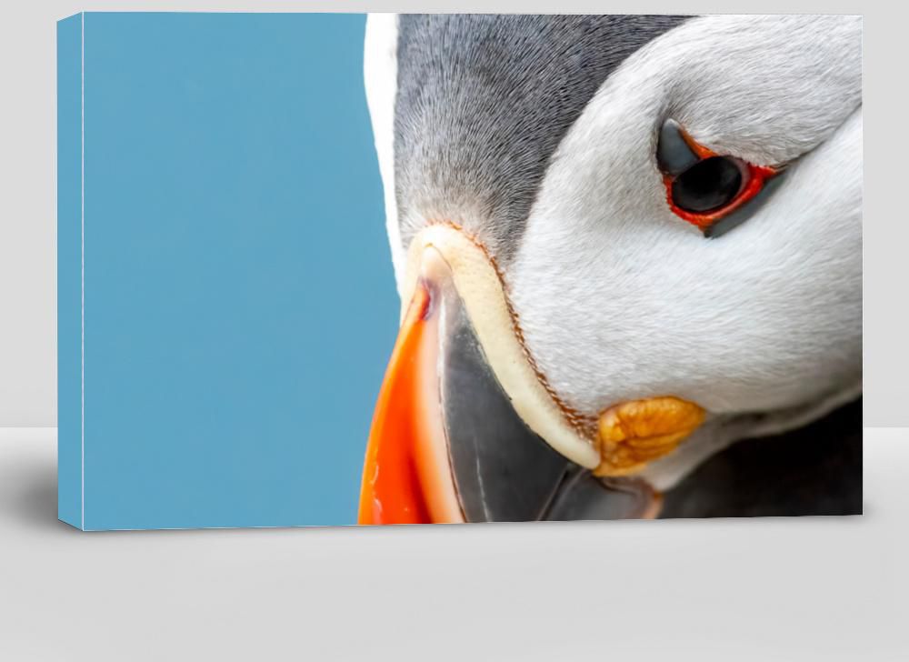 Close up Detail Portrait of an Atlantic Puffin