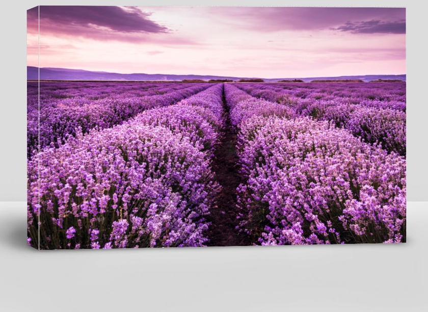 Blooming Lavender Field Under the Purple Colors of the Summer Sunset