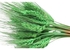 Dried Wheat Flowers Sheaves Bouquet Artificial Wheat Dried Flowers (Forest Green, 25