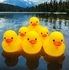 Yellow Duck Toy Floating In Water 6 Pieces Fun And Useful For Kids