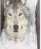 Youngish Wolf Printed Top - Heather Grey