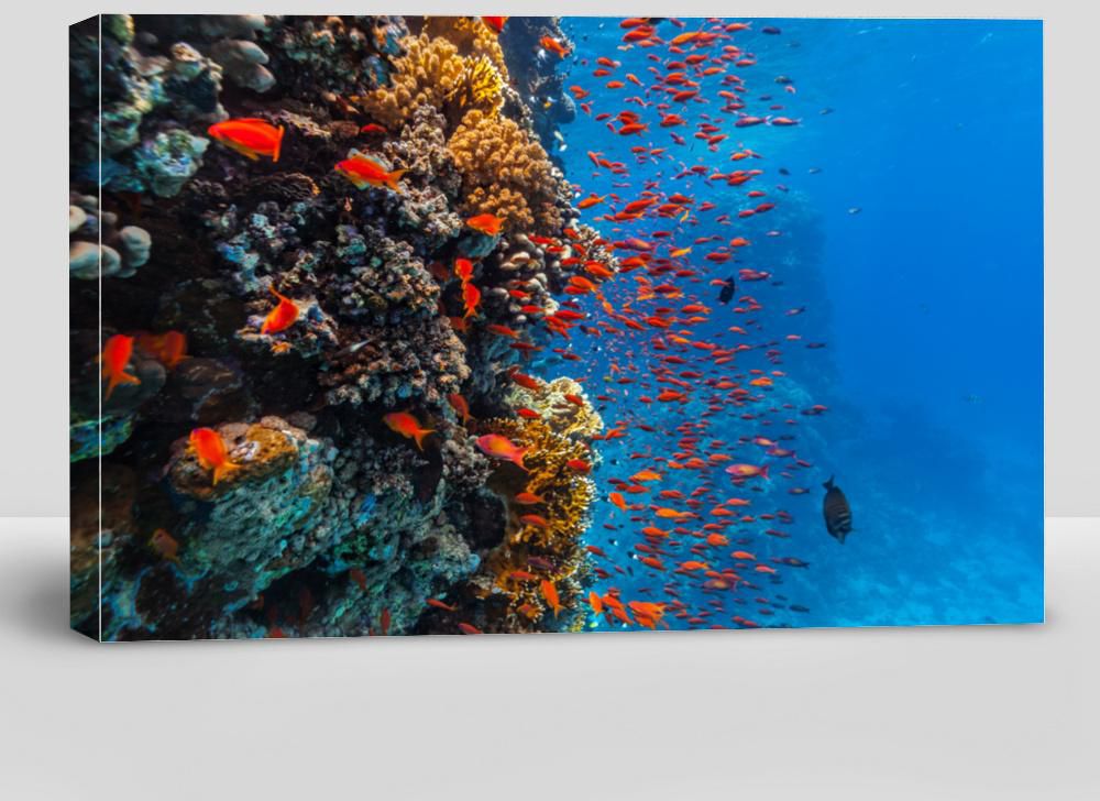 Coral Reef and Tropical Fish in Red Sea