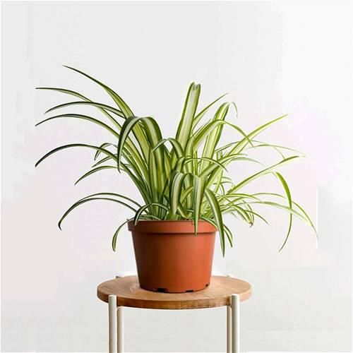Indoor Spider Plant Round Pot, 20 cm - KP37