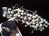 O Accessories Hair Peice _crown For Wedding _silver Metal_crystal & Pearls