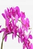 زهور الأوركيد الصناعي مع عشبة الطحلب بنفسجي/ أخضر/ بني 25(D) x 63(H)سنتيمتر