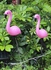 3-Piece Solar Energy Powered Outdoor Flamingo Lamp Light Set Pink/Black