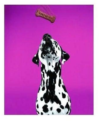 Dog Printed Decorative Wall Poster Purple/White/Black 34x24cm