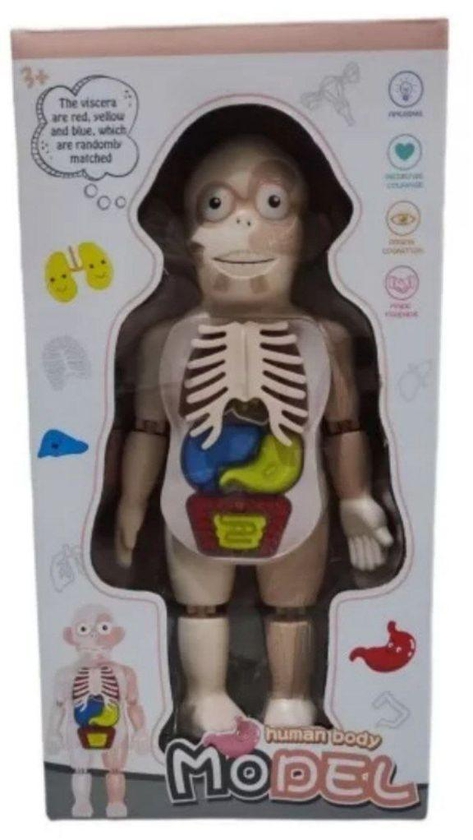 Human Body 3D Puzzle For Active Learning - Educational Tool