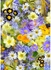 Canvas Flower multicolour 50X70cm
