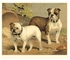 Bull Dogs Poster Brown/White 65x50x3.5 centimeter