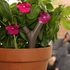 Parrot Flower Power – Wireless Plant Sensor, Brown