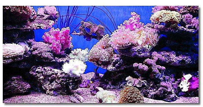 Download 990+ Background Aquarium Poster Paling Keren